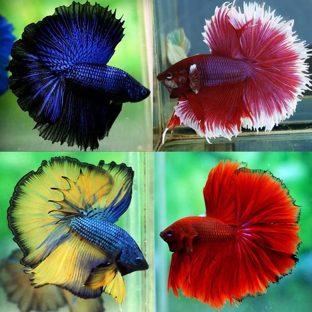 Grade A Betta (+ Free Potted Plant & Express Shipping)⁠