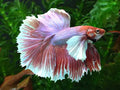 Dumbo Ear Male Fighter