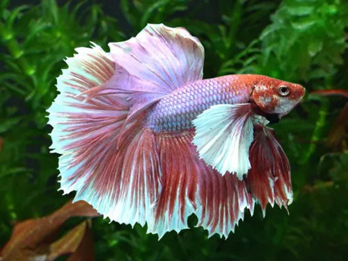 Dumbo Ear Male Fighter