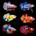 [PRE-ORDER] Koi Betta Male Plakat