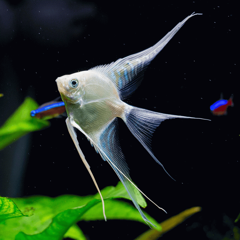 [PRE-ORDER] Platinum Angelfish (3-4cm)