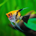 Koi / Tri-Colour Angelfish (3-4cm)