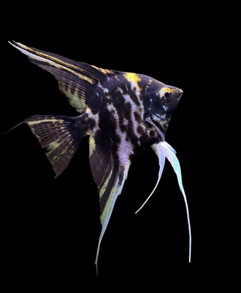 Black Marble Angelfish (3-4cm)