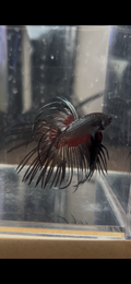Black Smoke Crowntail Male