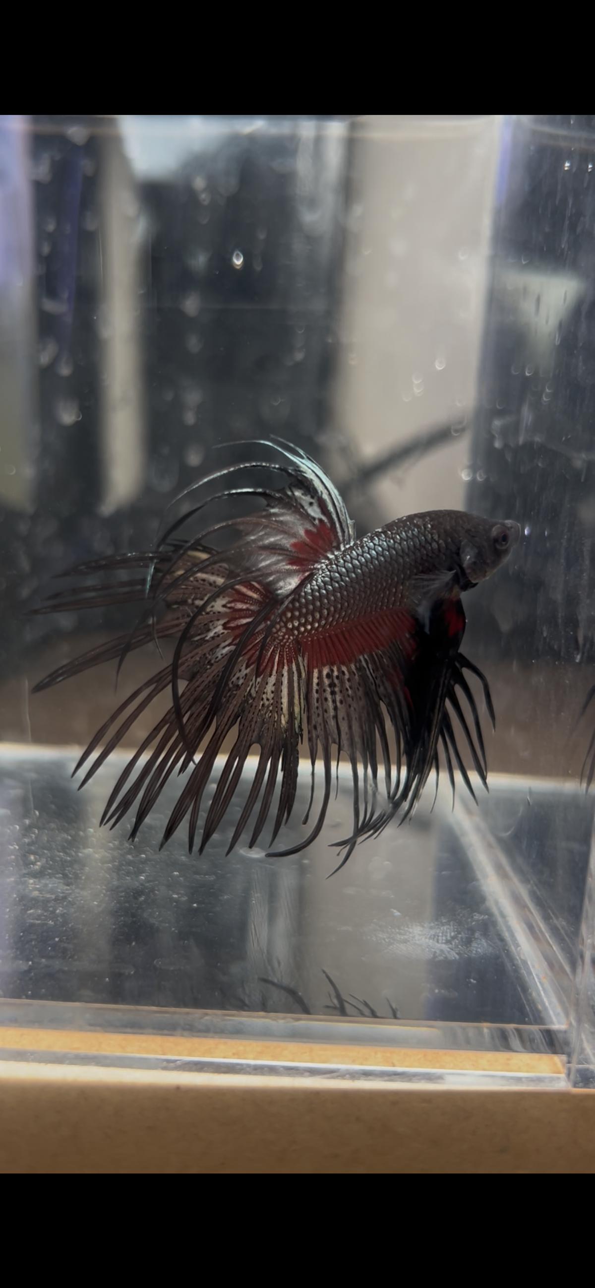 Black Smoke Crowntail Male