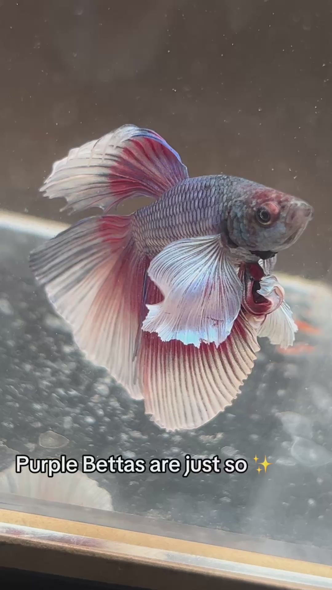 Premium Dumbo Ear Lavender Halfmoon Male Betta