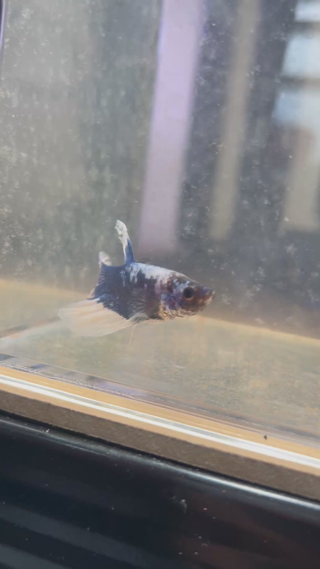 Blue Rim Marble Male Betta