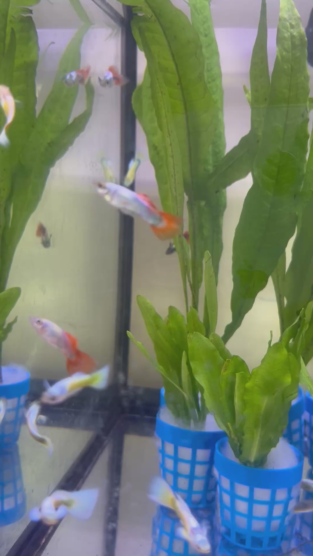 Platinum Dumbo Ear Guppy (Male) – Show Grade