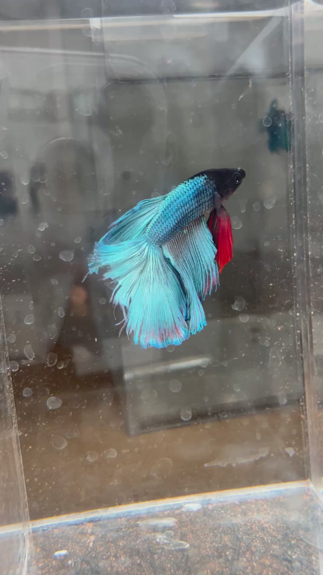 Male Steel Blue & Red Halfmoon Betta Fish