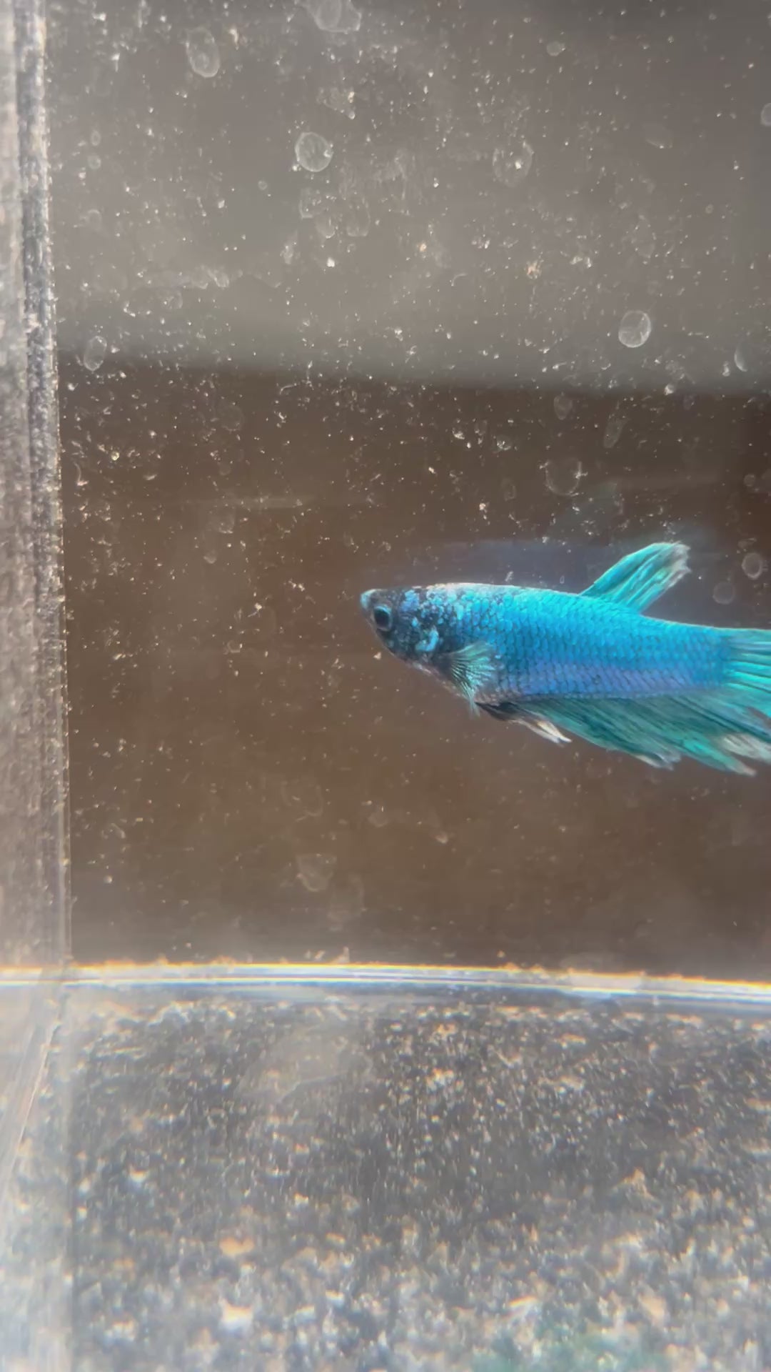 Male Metallic Royal Blue Betta Fish