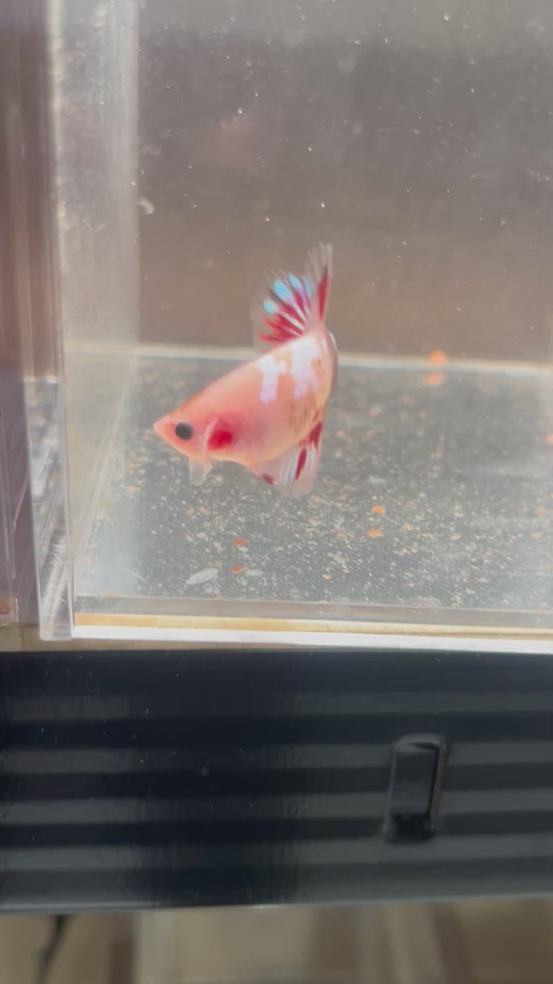 Candy Koi Galaxy Male Betta