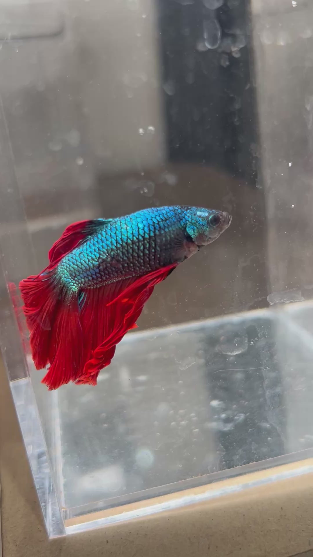 Male Blue Dragon Scale Halfmoon Betta Fish