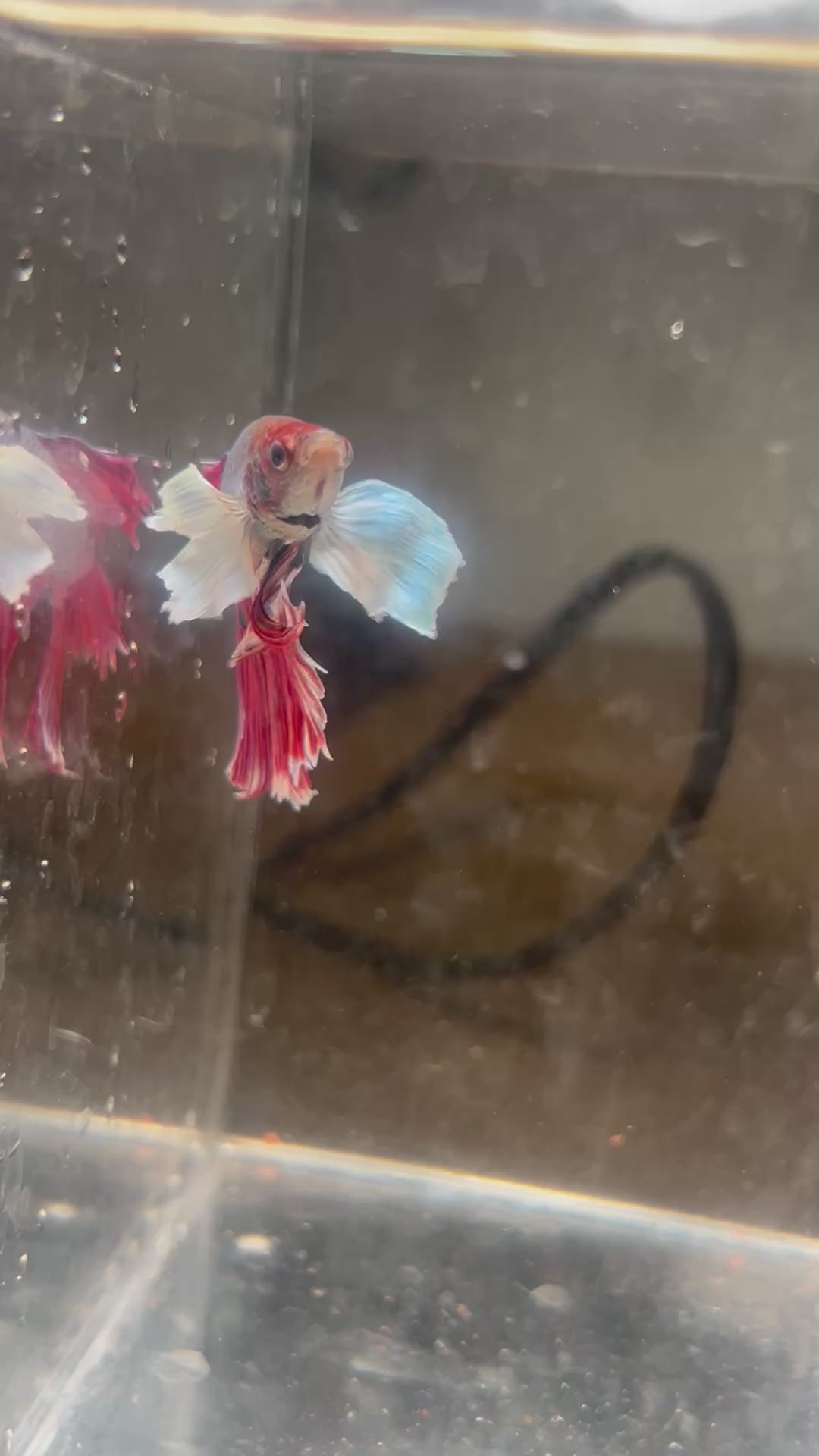 Premium Dumbo Ear Metallic Magenta Male Betta