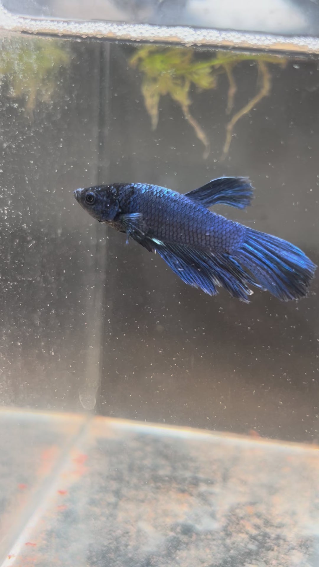 Royal Midnight Blue Male Betta
