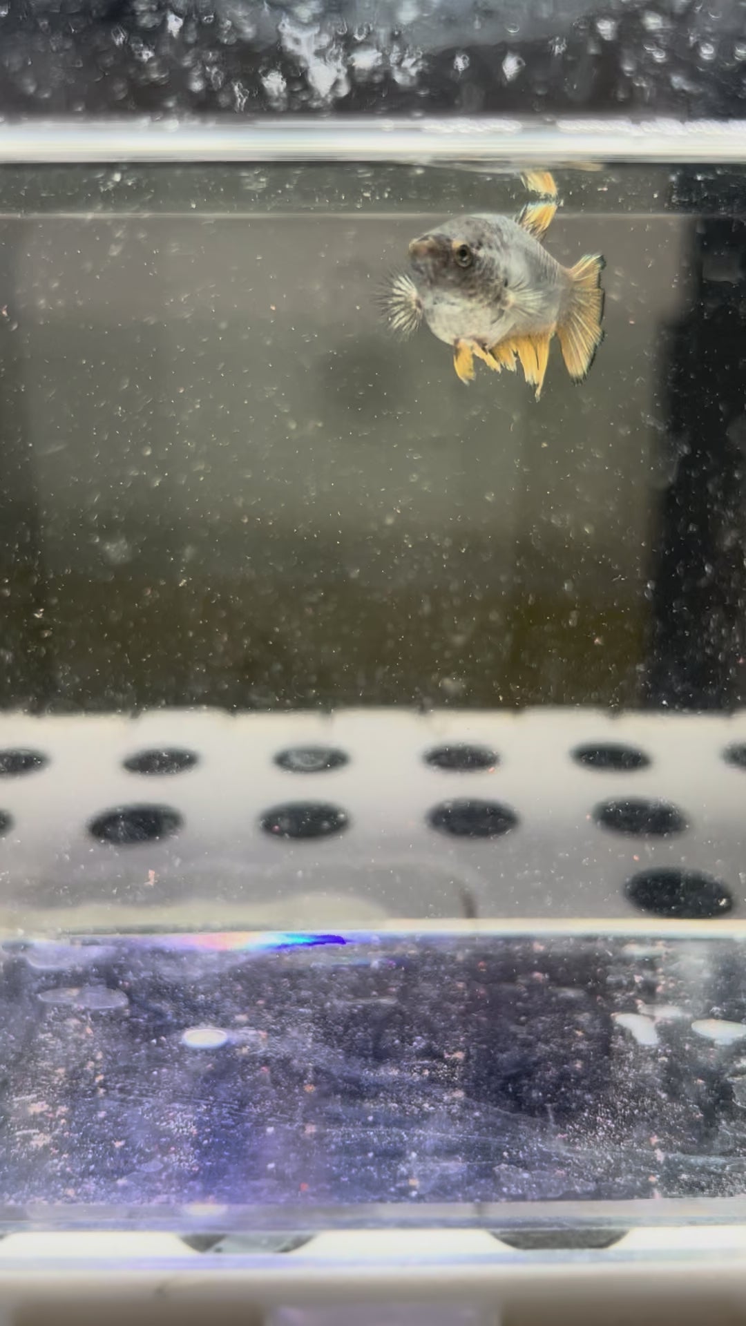 Big Berta (Mustard Gas female)