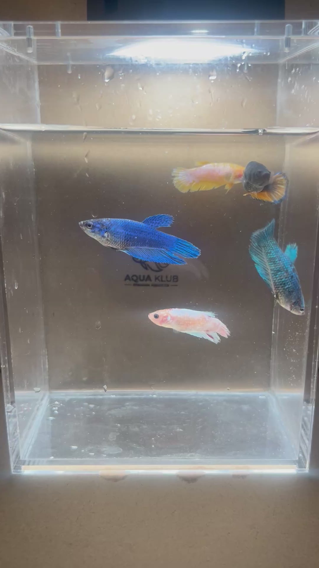 Premium Mixed Assortment Female Betta 5-Pack Sorority Bundle