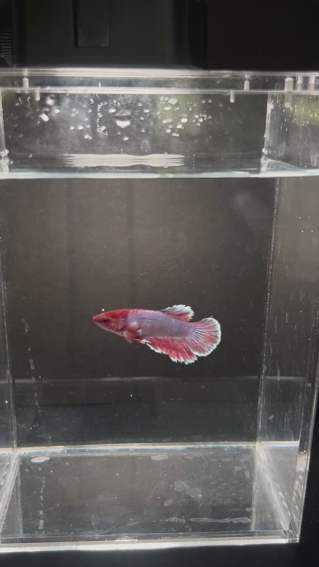 Dumbo Ear Magenta Purple Dragon Scale Female Betta