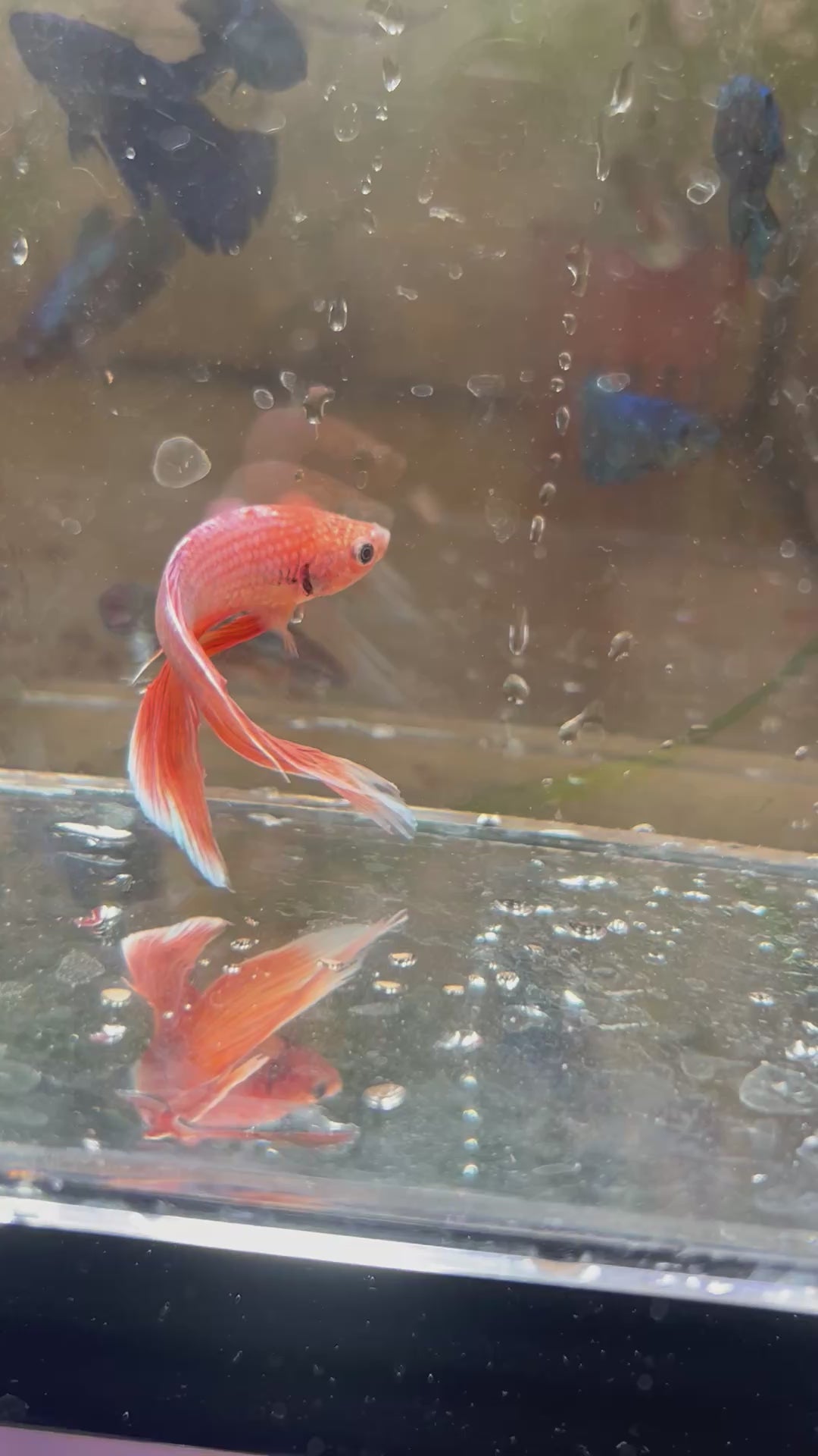 Male Peach / Coral Veiltail Betta Fish