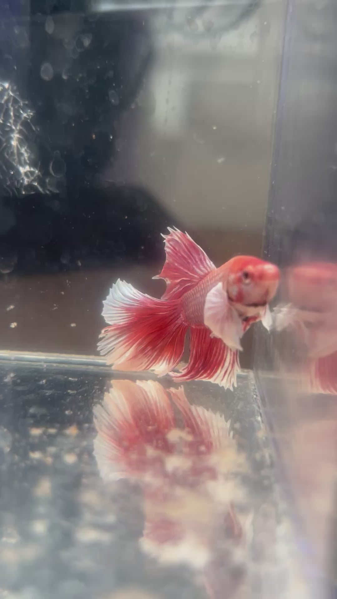 Dumbo Ear Red & White Halfmoon Male Betta