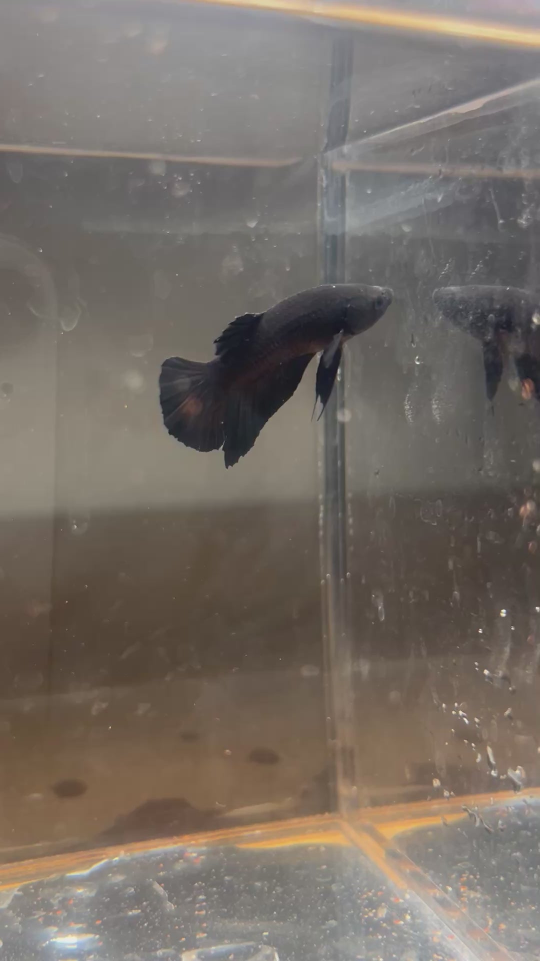 Premium Vantablack  Plakat Betta (Male)