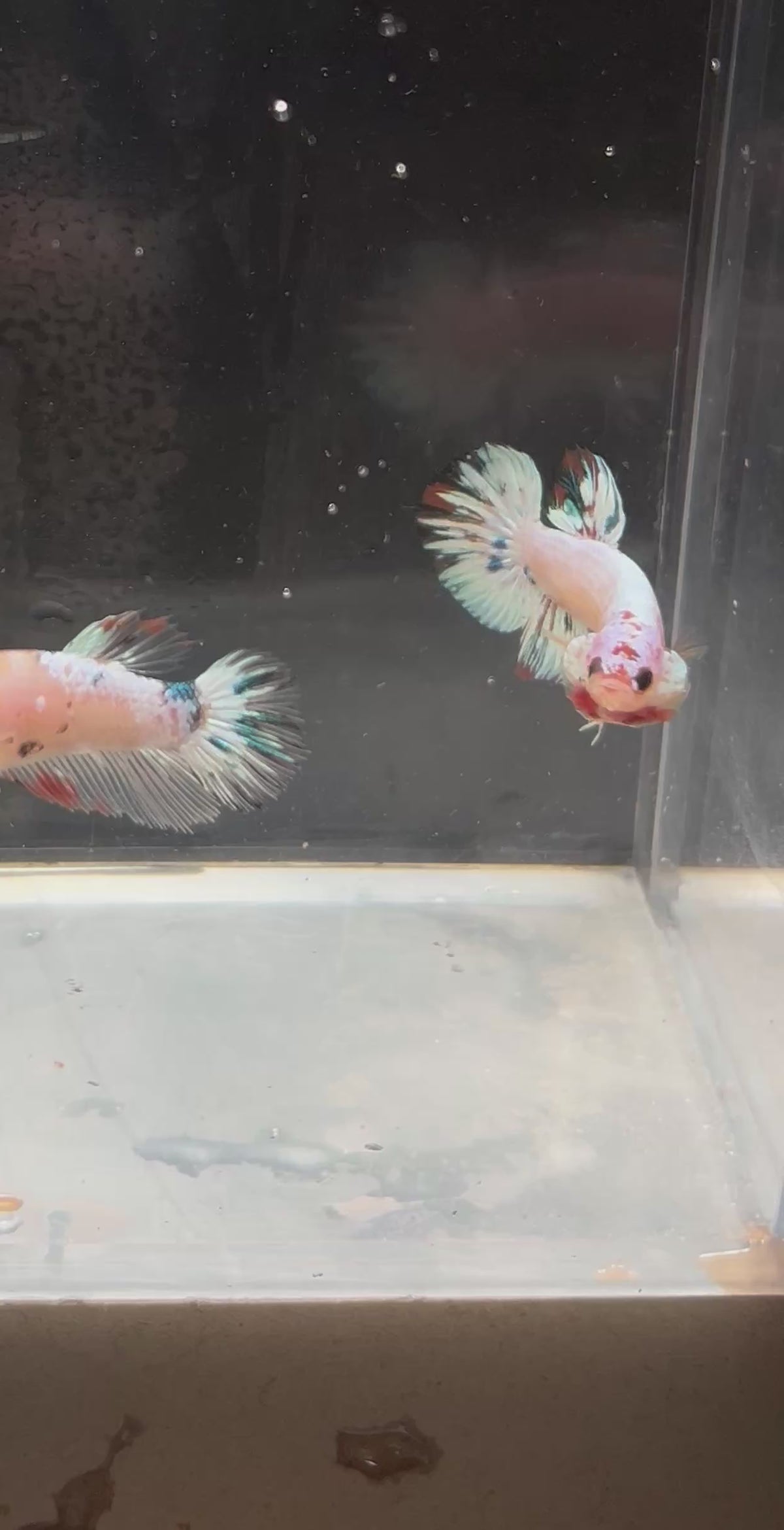 Candy Marble Plakat Male Betta